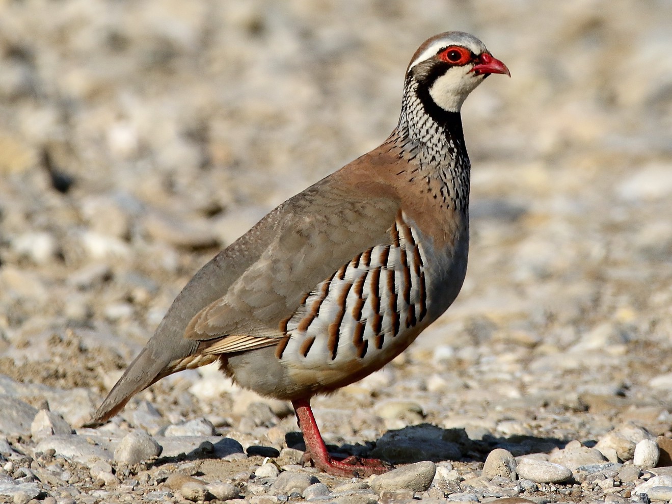 All About The Partridge Bird