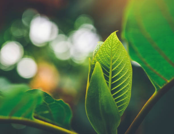 Kratom: What It Is and How It Works