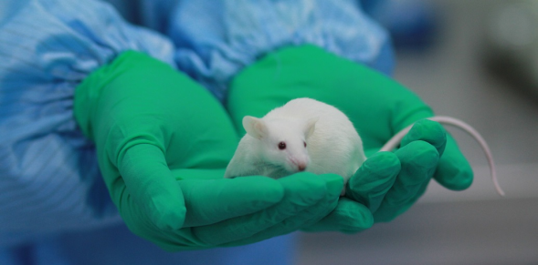 Introducing the Humanized Mouse: Your Best Friend in the Lab