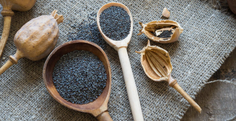 The Advantages and Drawbacks of Poppy Seeds