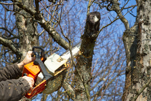 Saving Time and Money with a Chainsaw Repair on the Sunshine Coast