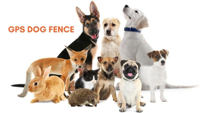 The Best Wireless GPS Dog Fence Systems for Your Pets Safety