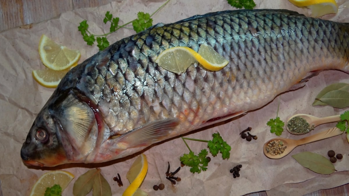 What Color Are Carp Attracted To