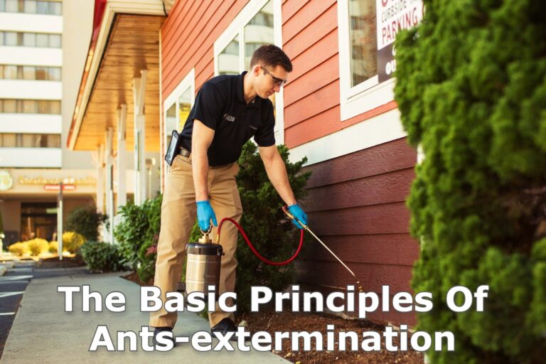 Ants-extermination for Dummies