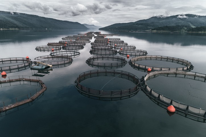 Fishing. Aerial view over a large fish farm with lots of fish enclosures.