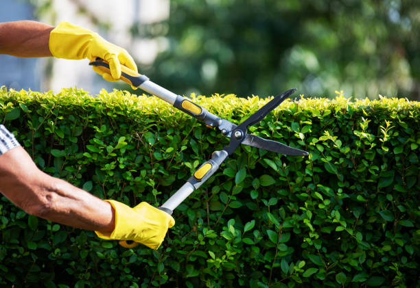 The Top 5 Reasons to Use a Lawn Mowing Service in Chattanooga TN