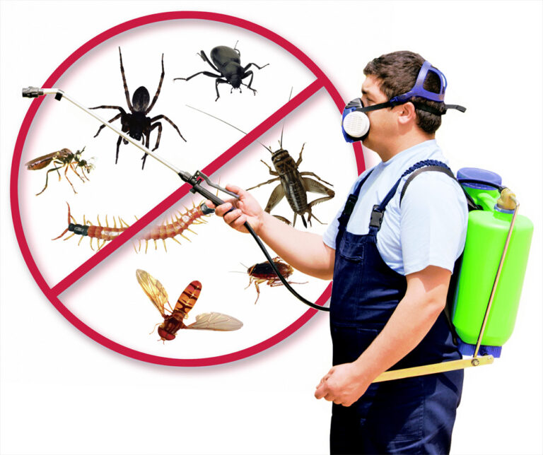 What Are The Different Pest Control Options ?
