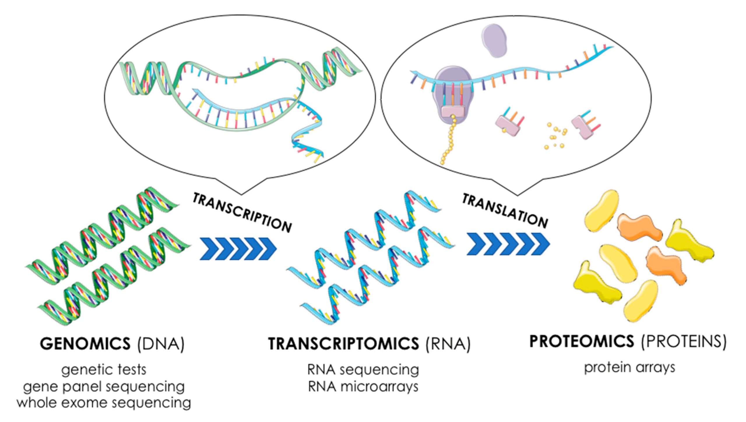 How To Understand The Transcripts In Biological Research