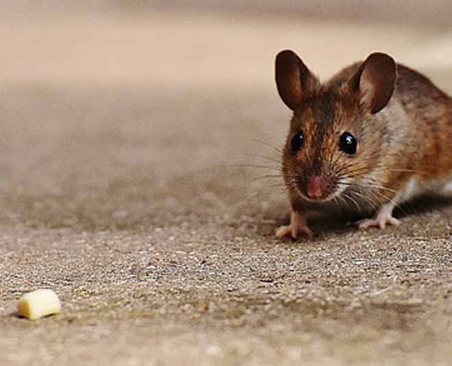 Mice presence not safe to have at home: Reasons