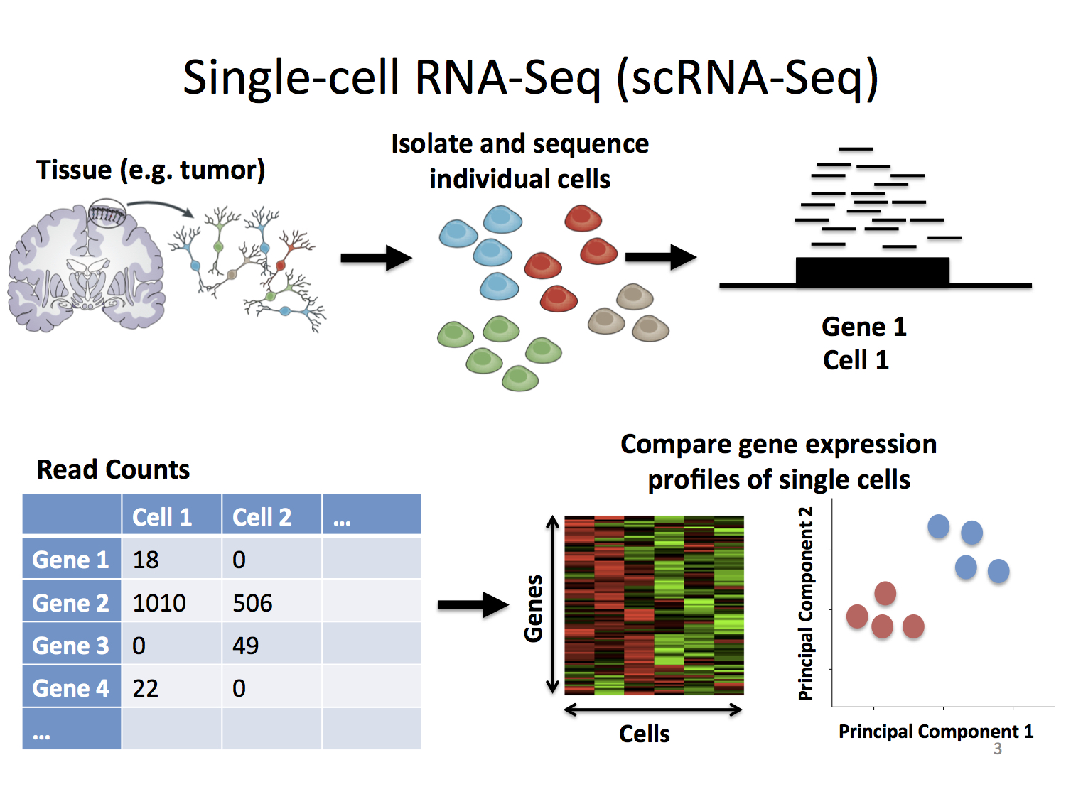 single cell RNA-overview