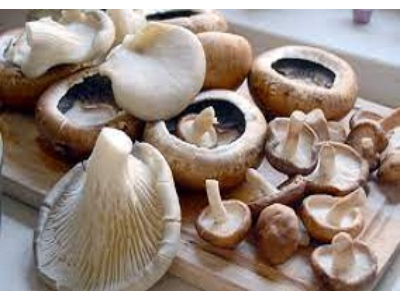 The Mushroom Market Size to Hit USD 86.0 Billion by 2028