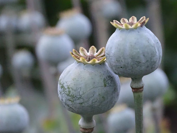 The Complete Guide to Poppy Pods