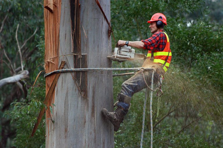 Why Hiring a Certified Arborist Is Essential for Tree Health