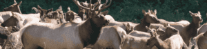 How to Get Away to Estes Park: Tips for a Relaxing Mountain Escape
