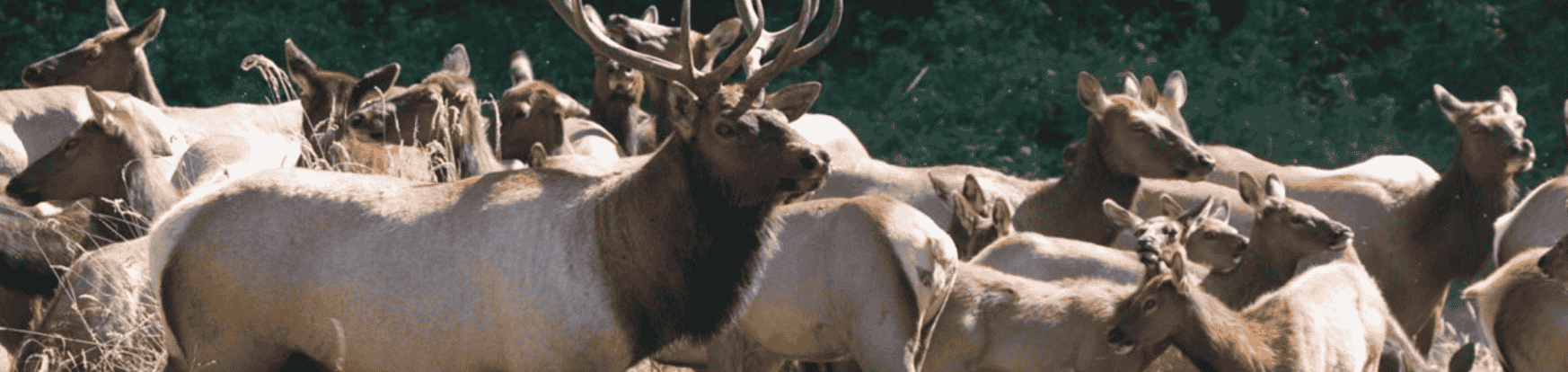 How to Get Away to Estes Park: Tips for a Relaxing Mountain Escape