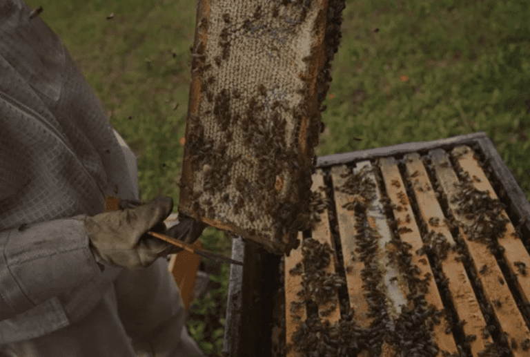 What to Know Before Choosing a Honey Company