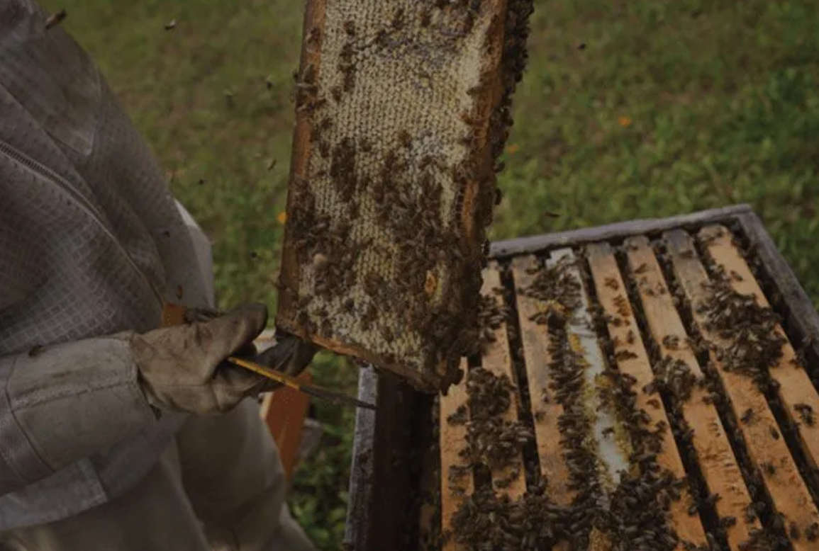 What to Know Before Choosing a Honey Company