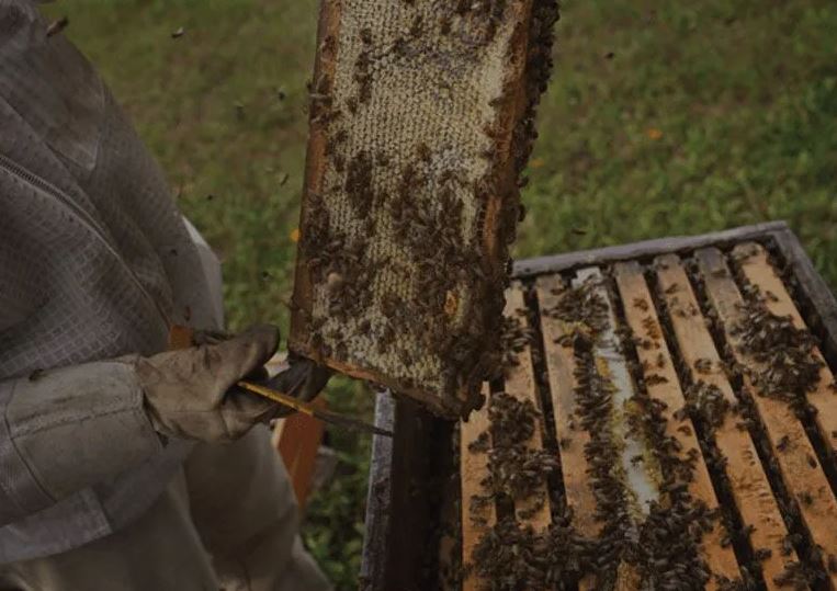 What to Know About Honey Wholesale: A Complete Guide for Buyers