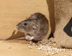 What Should You Know About Rodent Control in Colorado Springs?
